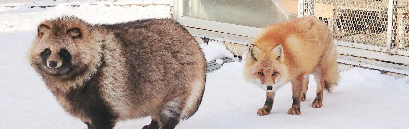 キツネとタヌキ